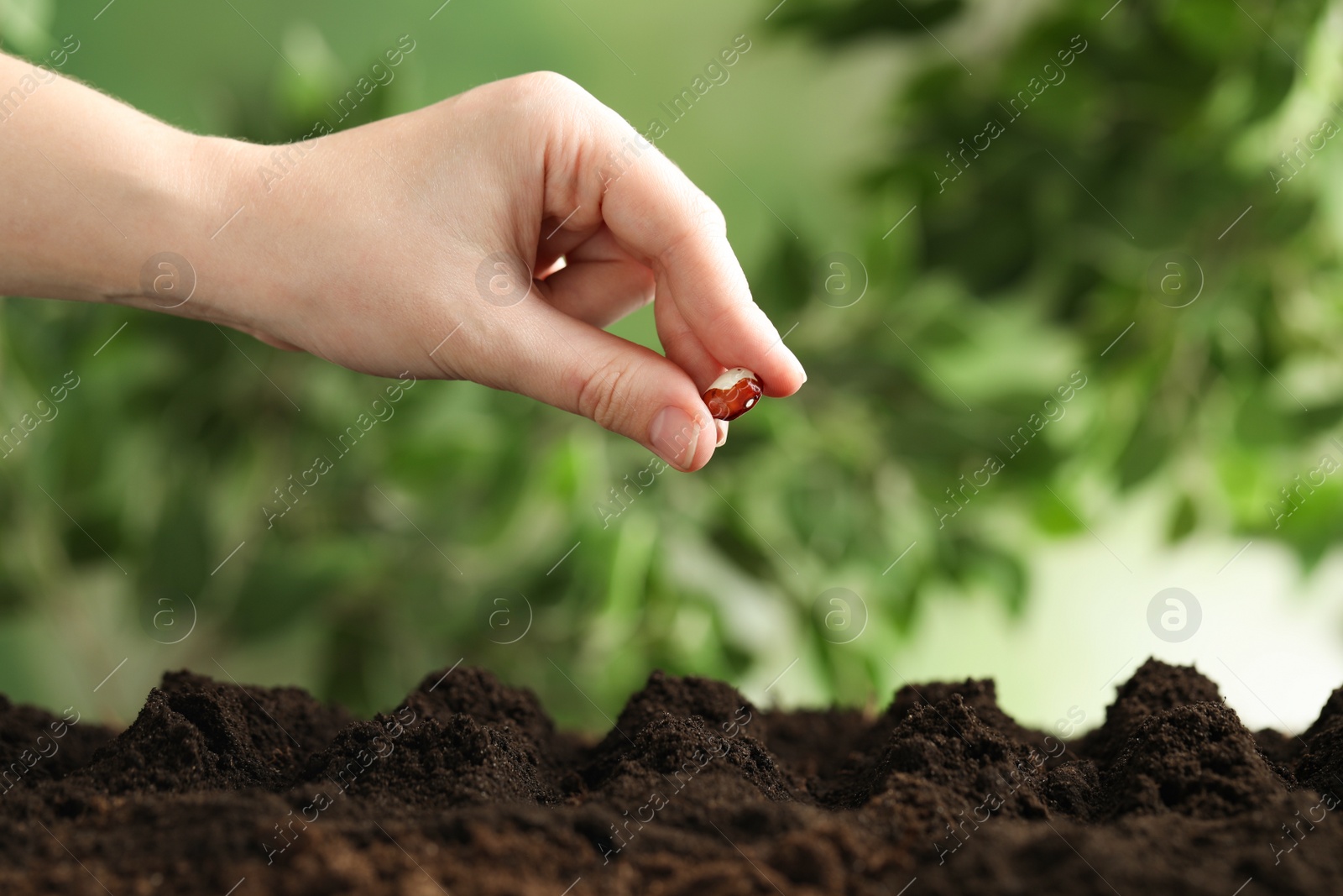 Photo of Woman putting bean into fertile soil against blurred background, closeup. Vegetable seed planting