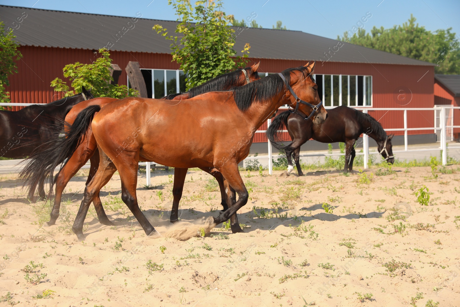 Photo of Bay horses in paddock on sunny day. Beautiful pets