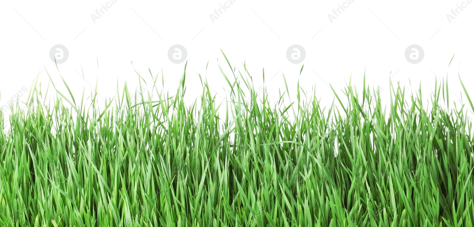 Photo of Beautiful vibrant green grass on white background