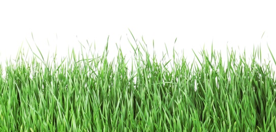 Photo of Beautiful vibrant green grass on white background