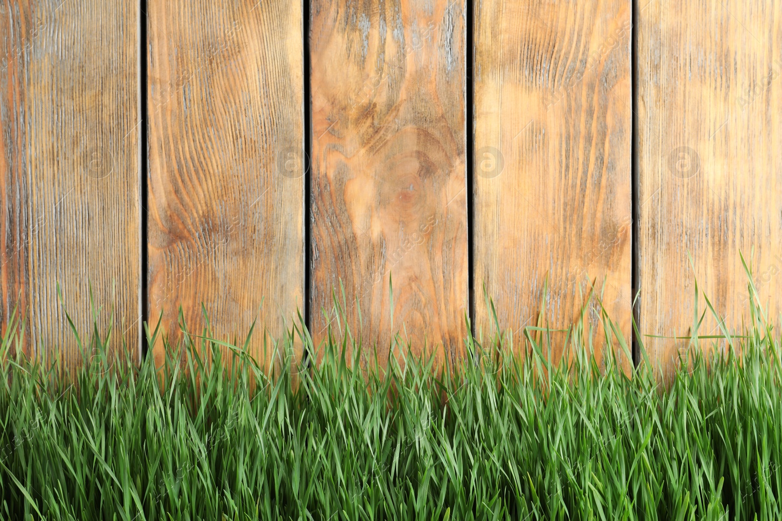 Photo of Fresh green grass near wooden fence. Space for text