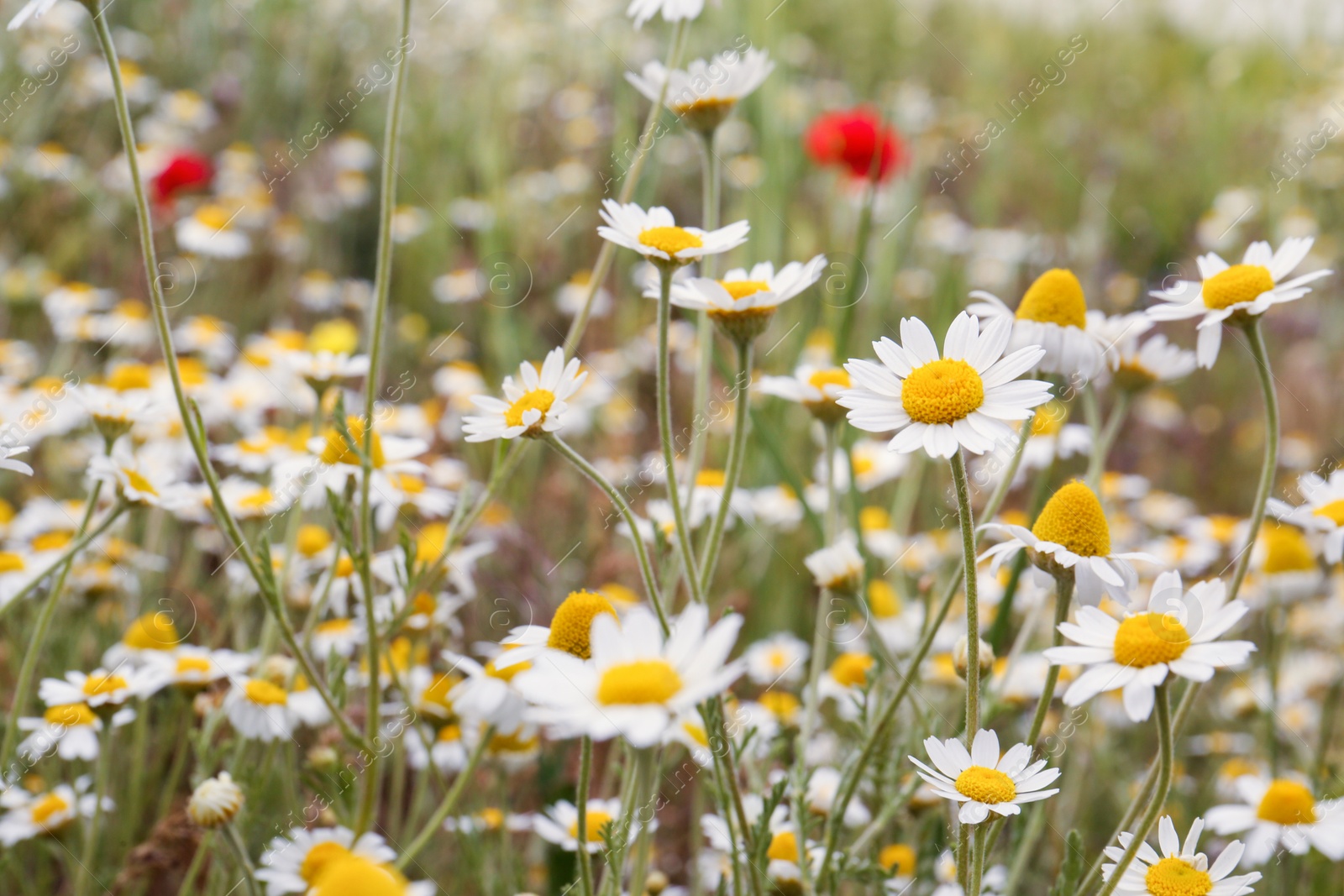 Photo of Beautiful chamomile flowers growing in field, closeup