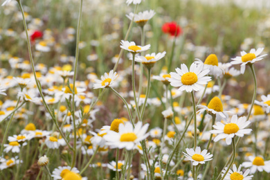 Beautiful chamomile flowers growing in field, closeup