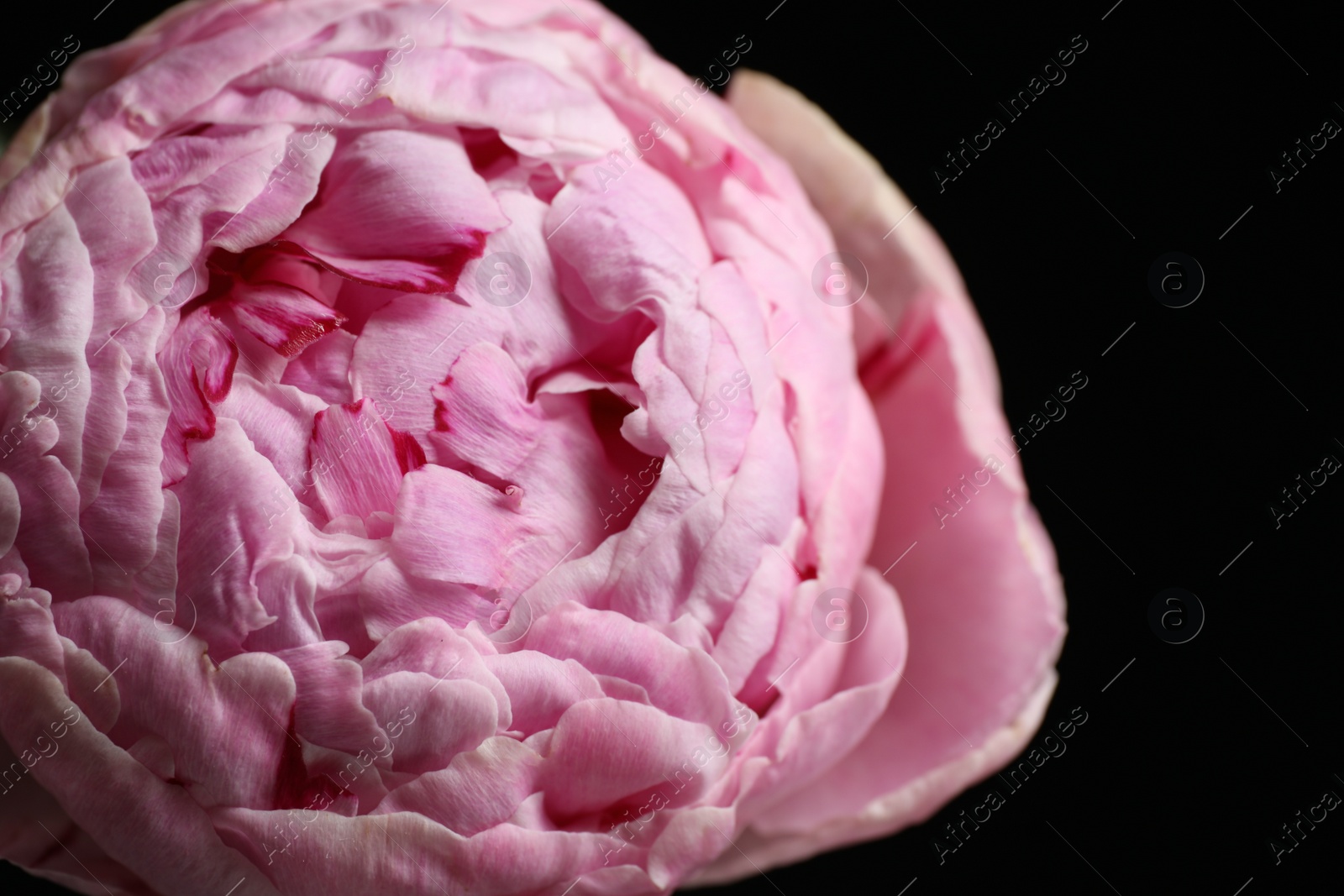 Photo of Beautiful fresh peony on dark background, closeup