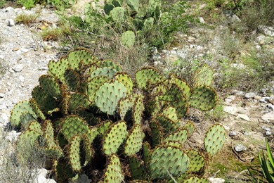 Beautiful Opuntia cactus growing near stones outdoors
