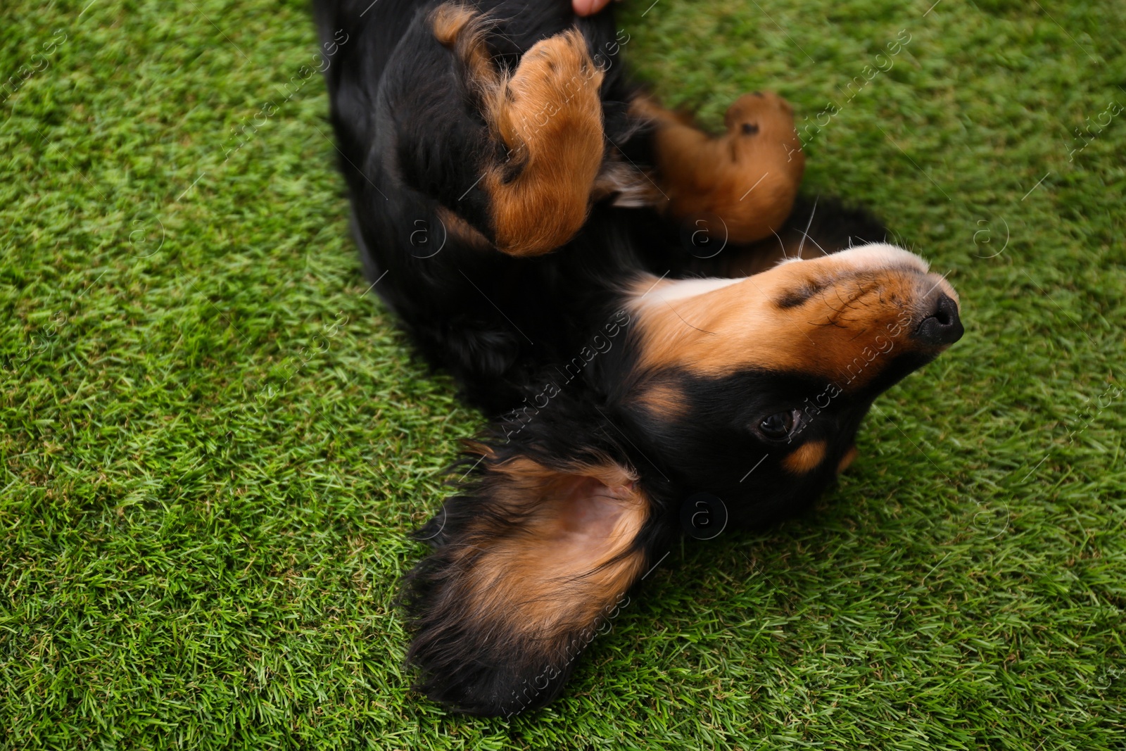 Photo of Cute dog relaxing on grass outdoors, above view. Friendly pet