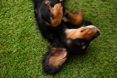 Photo of Cute dog relaxing on grass outdoors, above view. Friendly pet