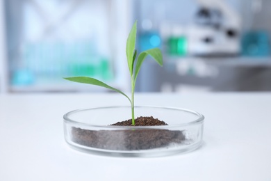 Photo of Green plant in Petri dish on table in laboratory. Biological chemistry