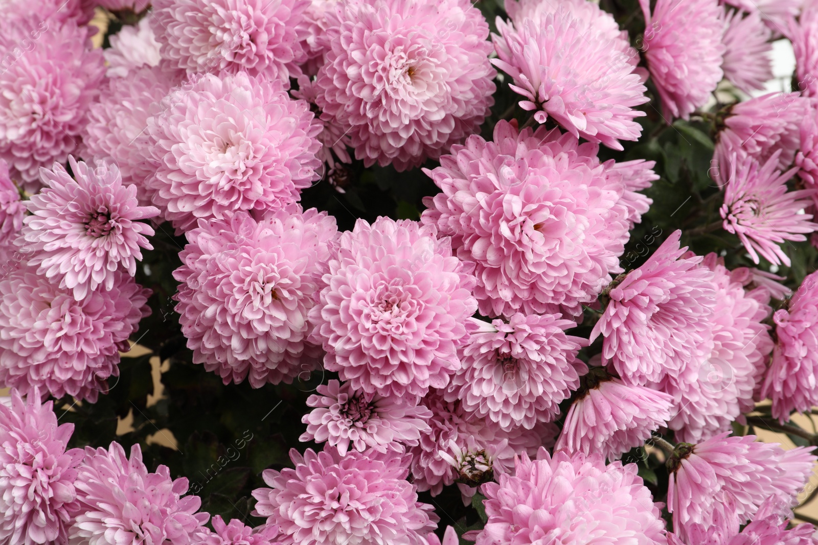 Photo of Top view of beautiful lilac Chrysanthemum flowers
