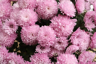 Top view of beautiful lilac Chrysanthemum flowers