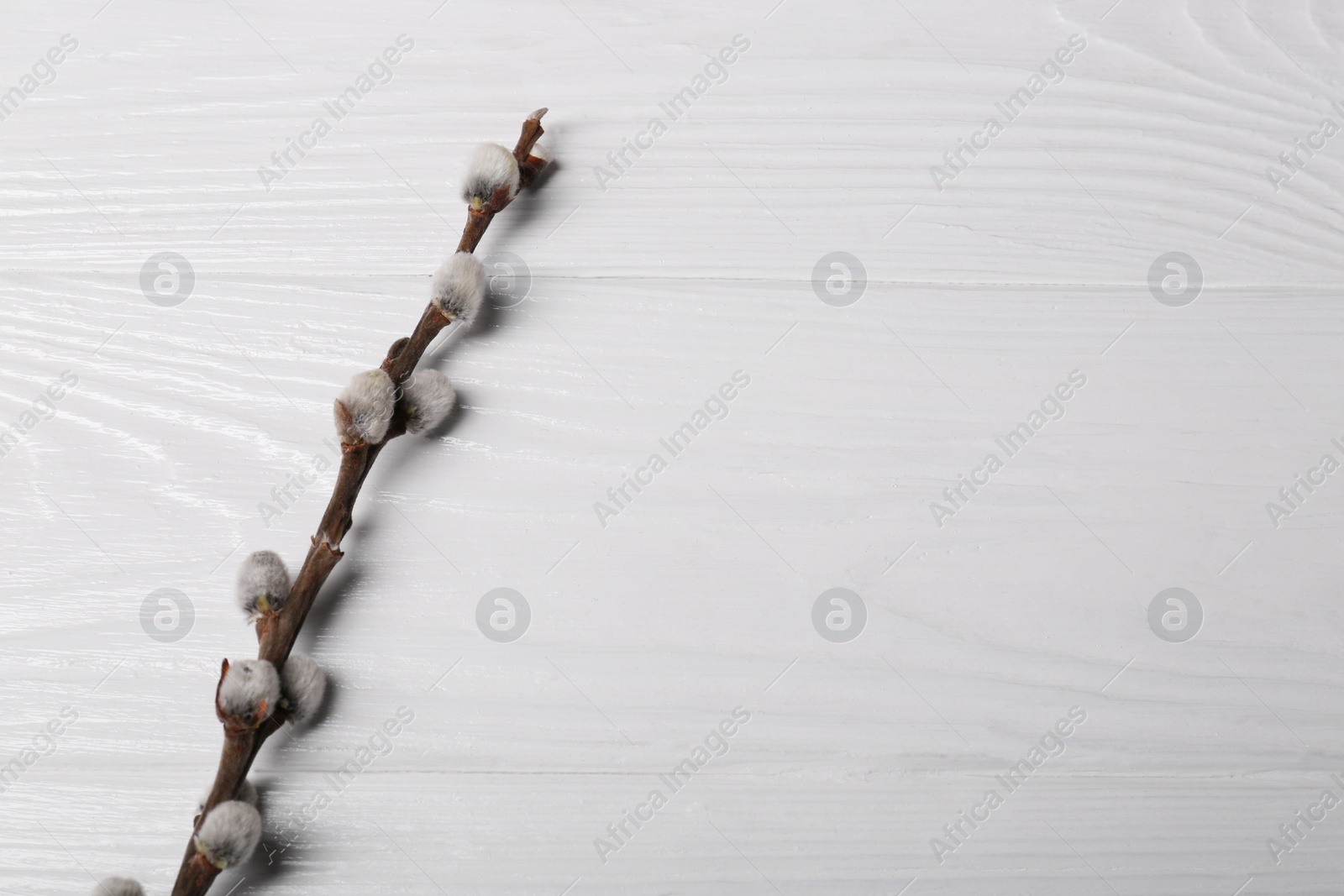 Photo of Beautiful willow branch with fuzzy catkins on white wooden table, top view. Space for text