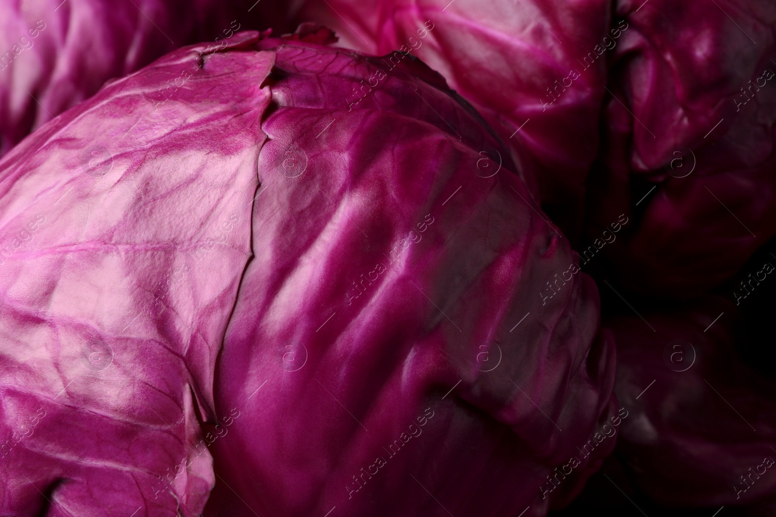 Photo of Many fresh ripe red cabbages as background, closeup