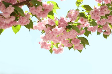 Photo of Beautiful sakura tree with pink flowers near building outdoors, closeup