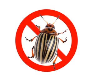 Image of Colorado potato beetle and red prohibition sign on white background, top view