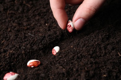 Woman planting beans in fertile soil, closeup. Vegetable seeds