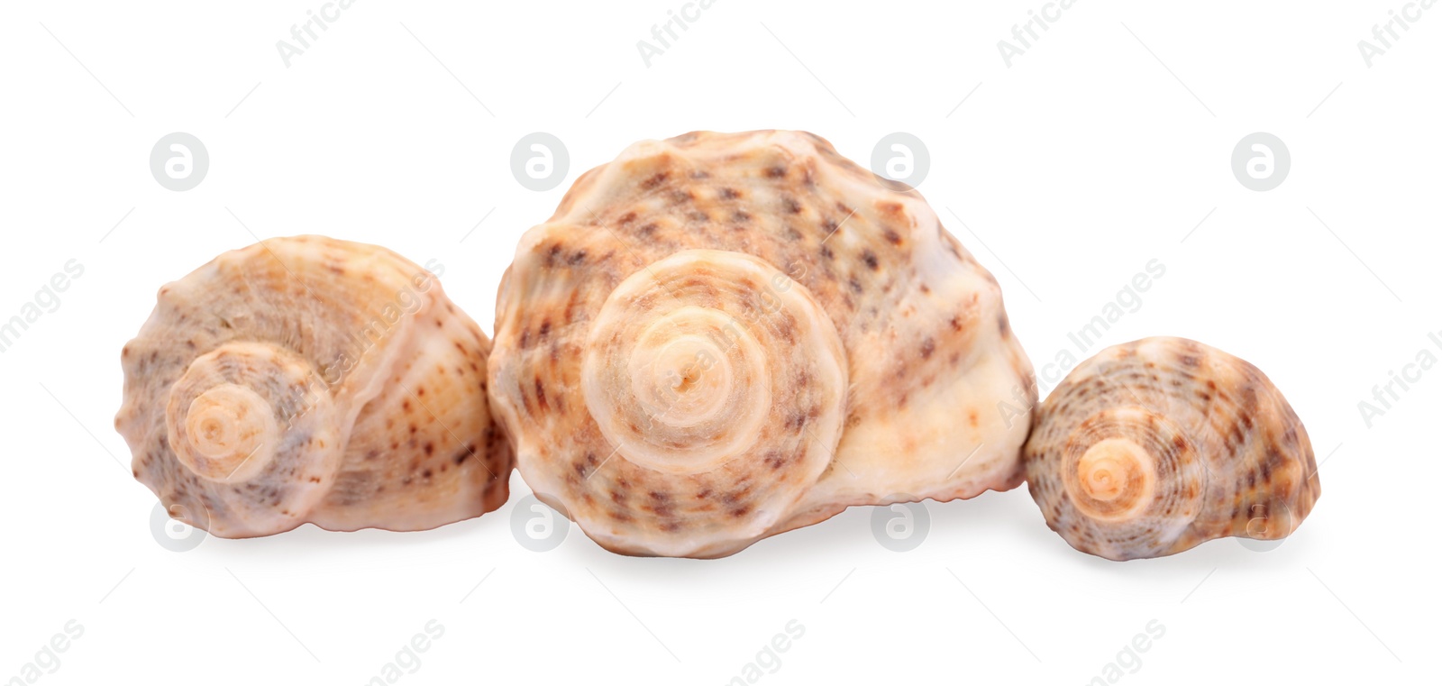 Photo of Beautiful seashells isolated on white. Beach objects