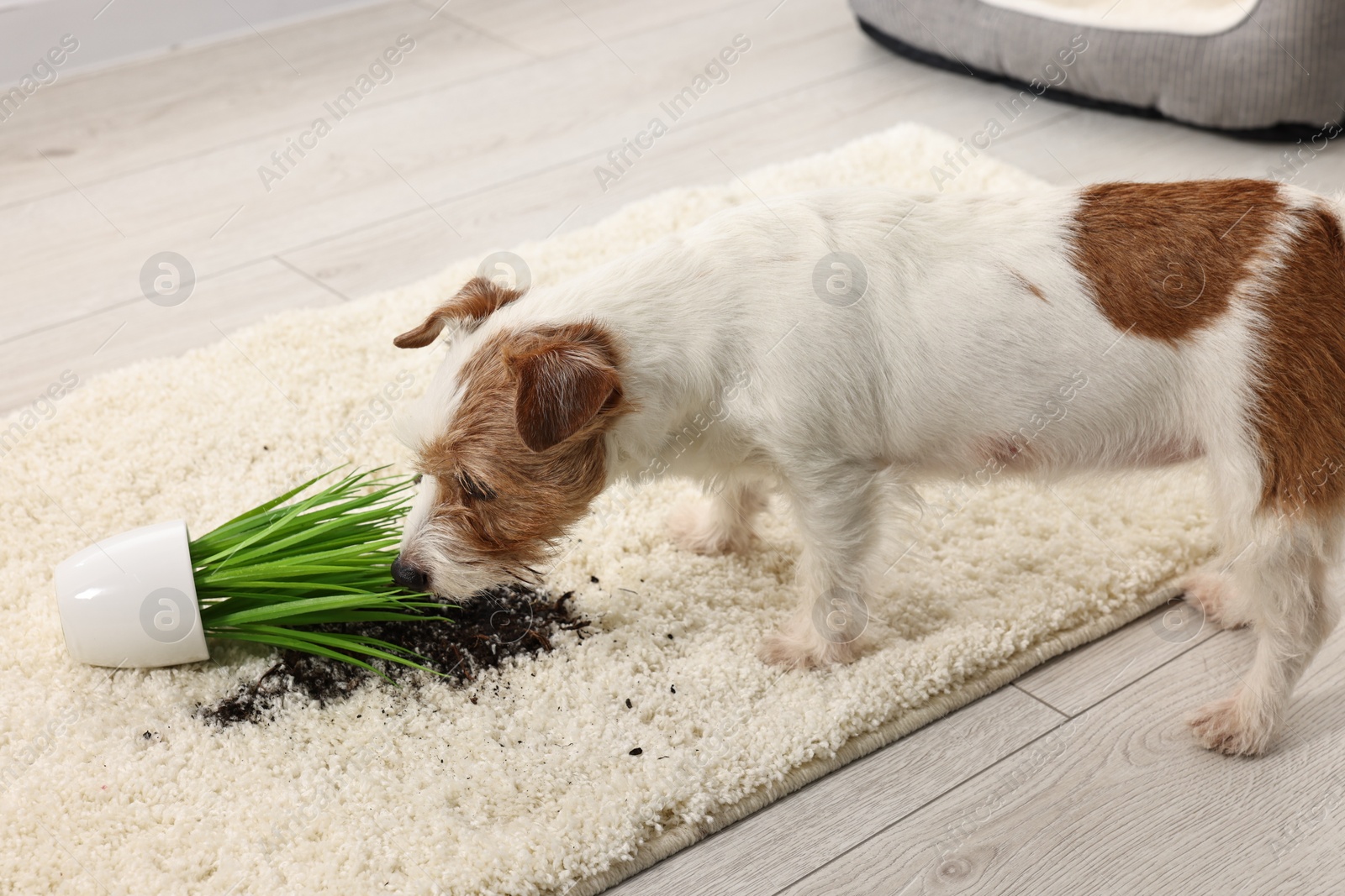 Photo of Cute dog near overturned houseplant on rug indoors