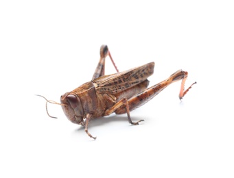 Photo of Brown grasshopper isolated on white. Wild insect