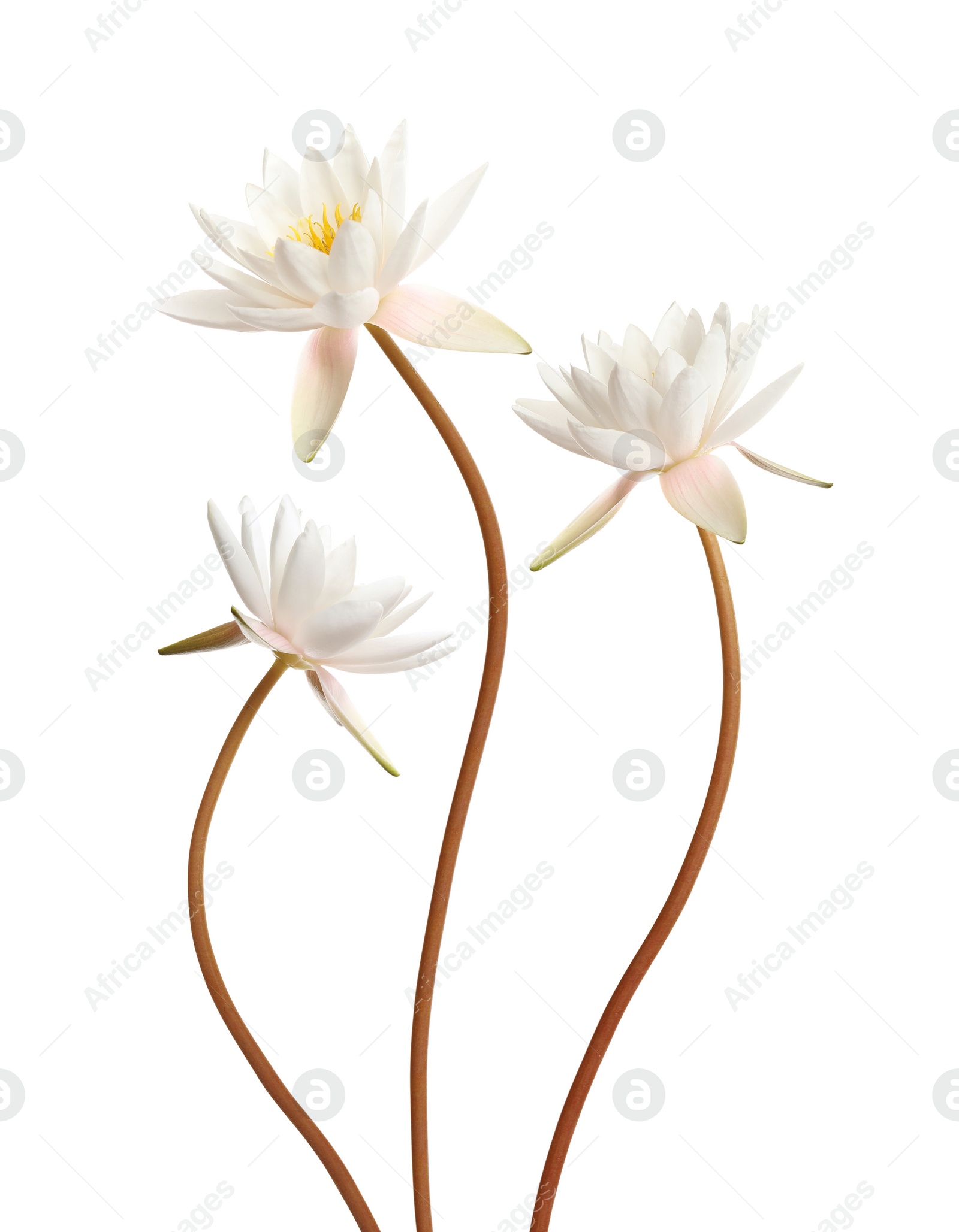 Image of Beautiful lotus flowers with long stems isolated on white