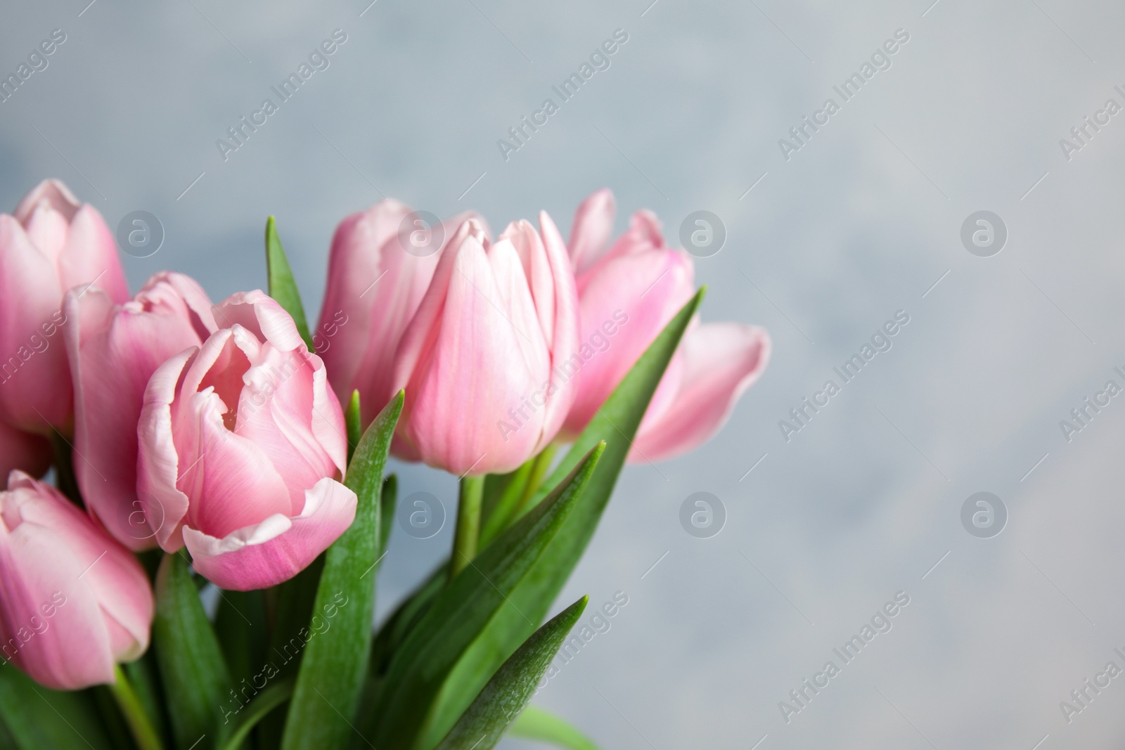 Photo of Beautiful pink spring tulips on light blue background, closeup. Space for text
