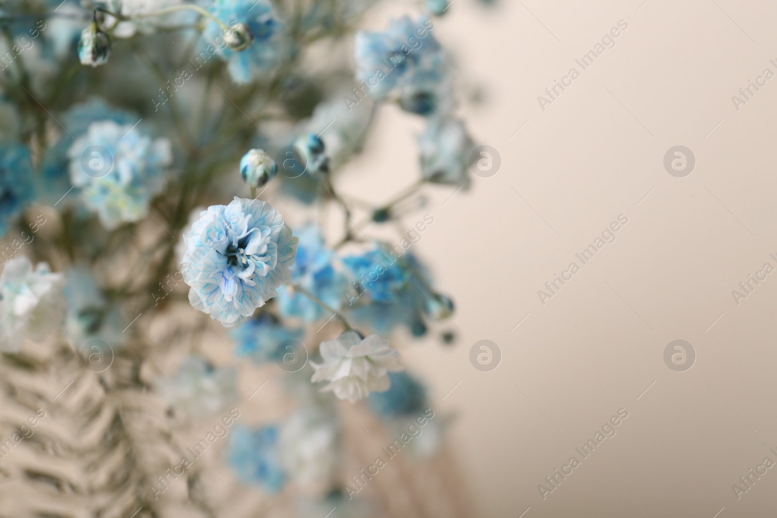 Photo of Beautiful gypsophila flowers on beige background, closeup. Space for text