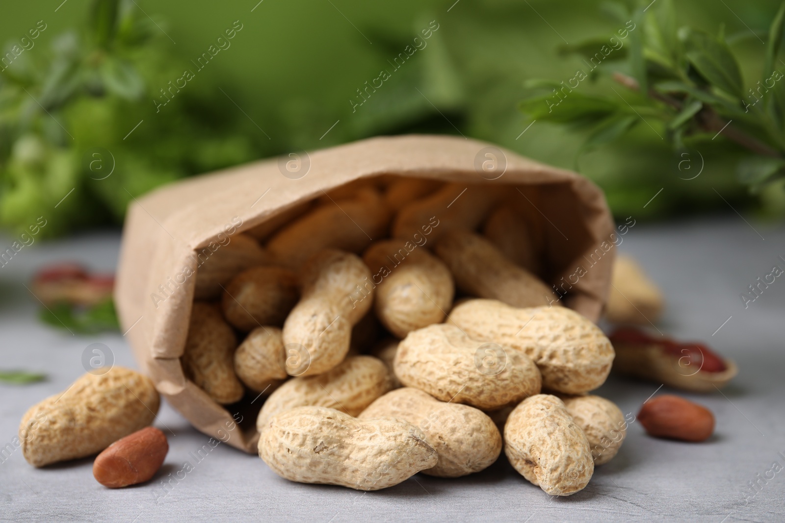 Photo of Paper bag with fresh unpeeled peanuts on grey table against blurred green background, closeup