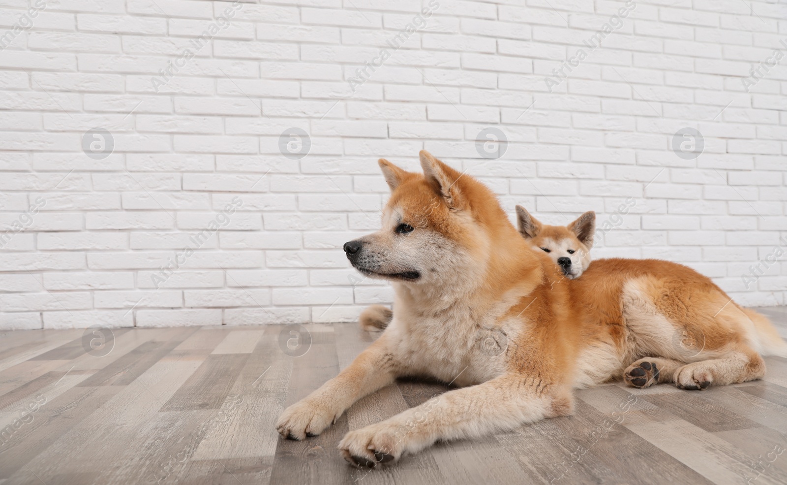 Photo of Adorable Akita Inu dog and puppy on floor indoors