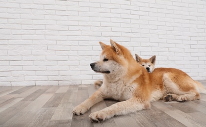Photo of Adorable Akita Inu dog and puppy on floor indoors