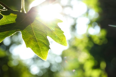 Beautiful green leaf on sunny day, closeup. Space for text