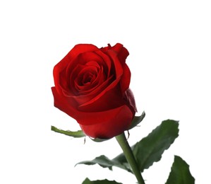 Blooming red rose isolated on white. Beautiful flower