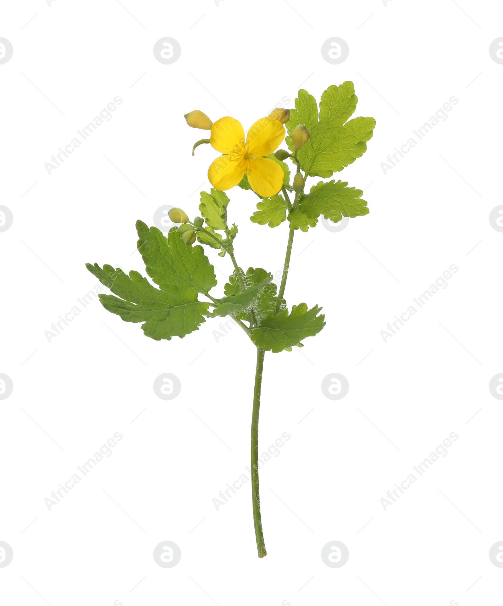 Photo of Celandine with yellow flower and green leaves isolated on white