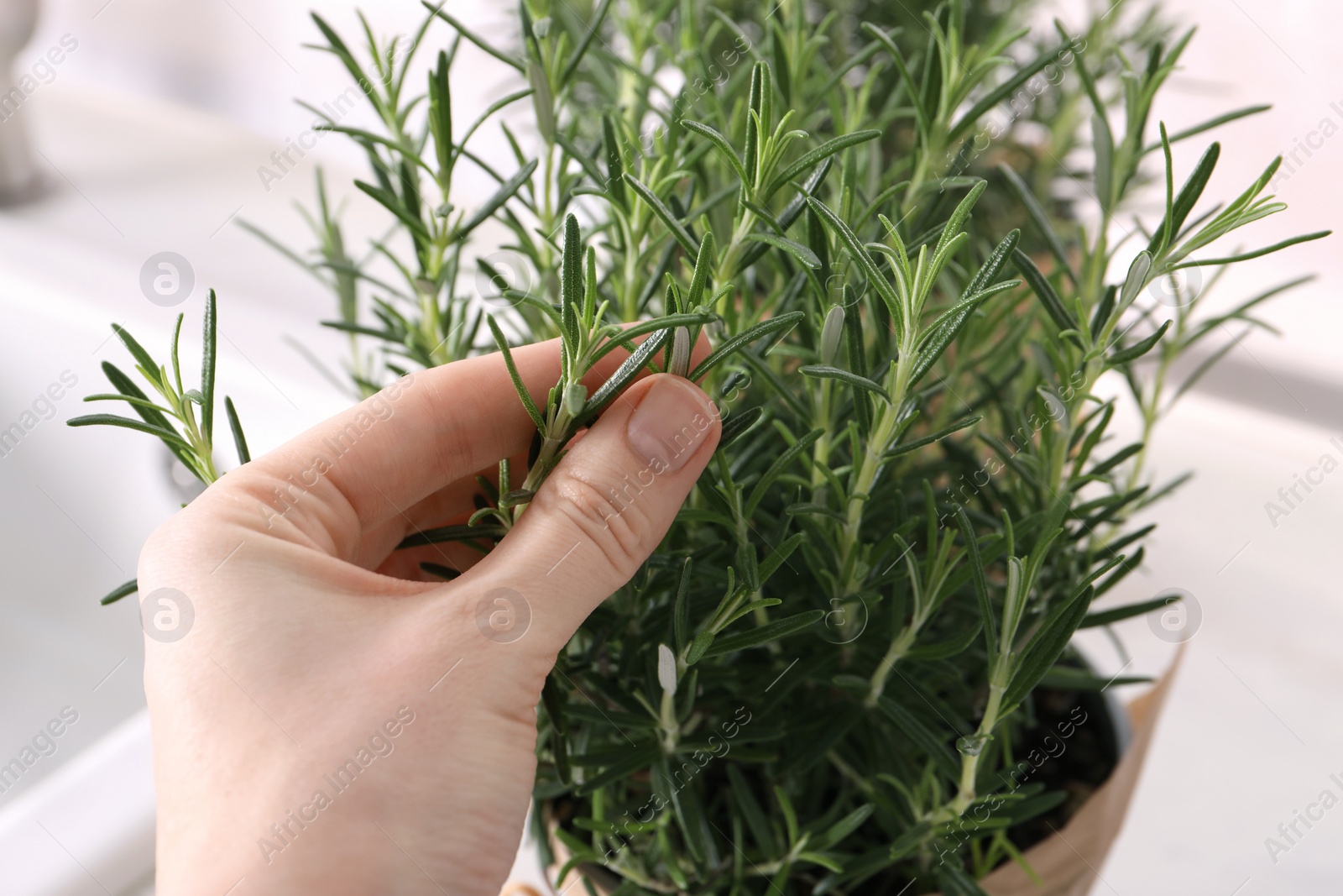 Photo of Woman picking aromatic green rosemary sprig on white background, closeup
