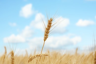Ripe wheat spikes in field on cloudy day, closeup