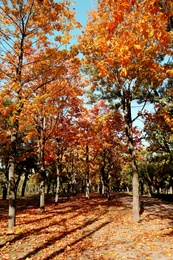 Beautiful view of autumn park on sunny day