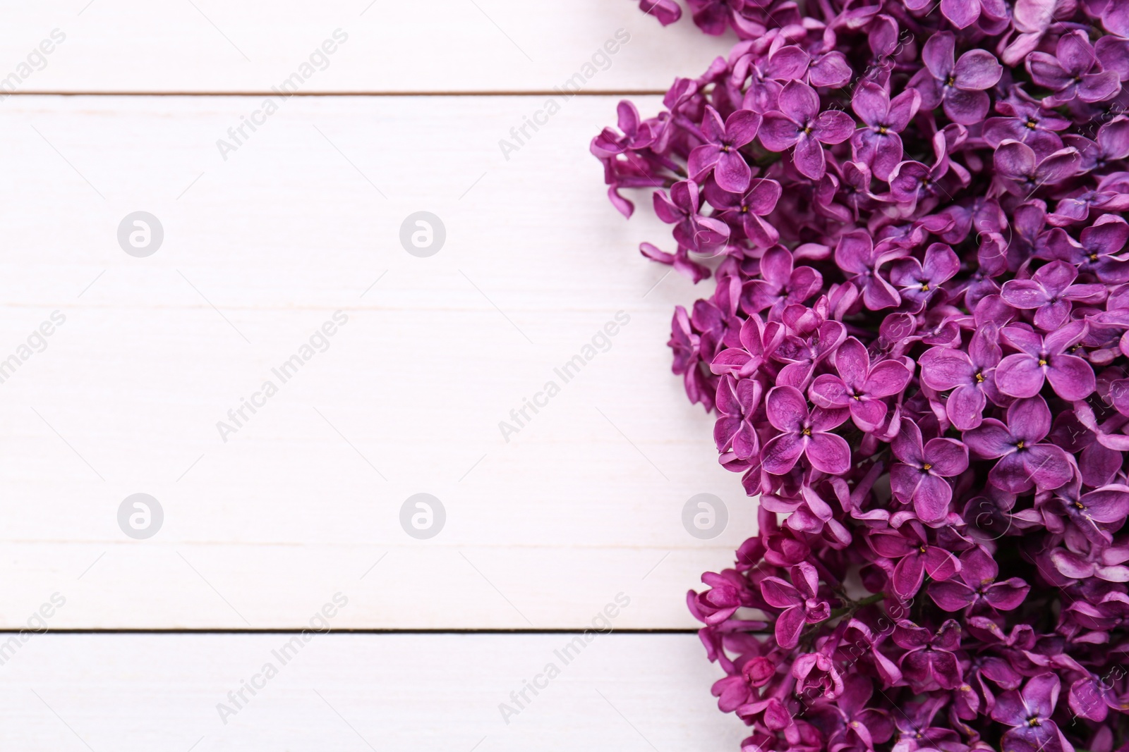 Photo of Beautiful lilac flowers on white wooden background, top view with space for text