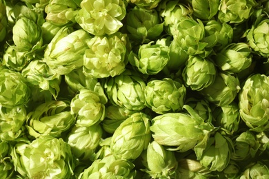 Fresh green hops as background. Beer production