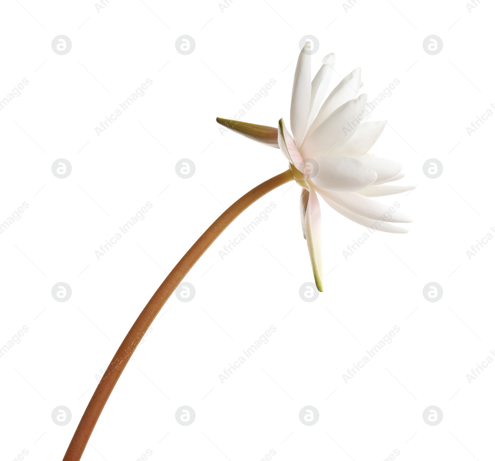 Photo of Beautiful blooming lotus flower isolated on white