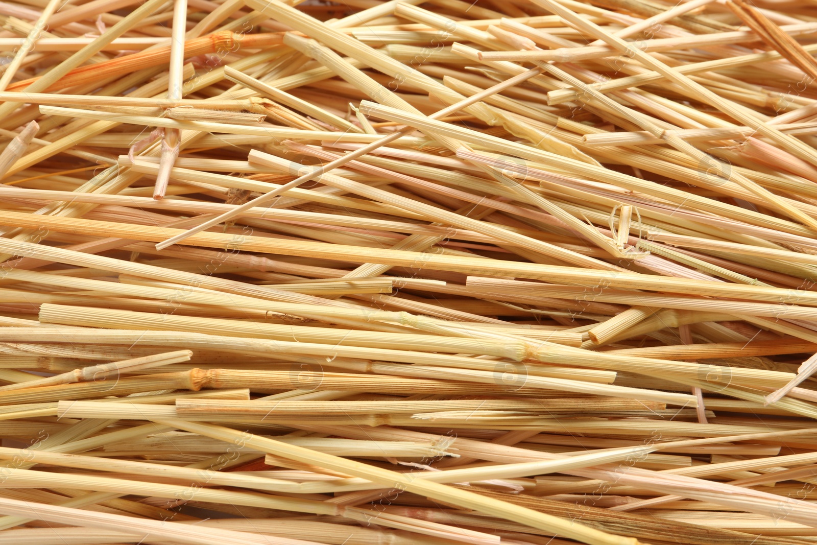 Photo of Dried grass hay as background, closeup view