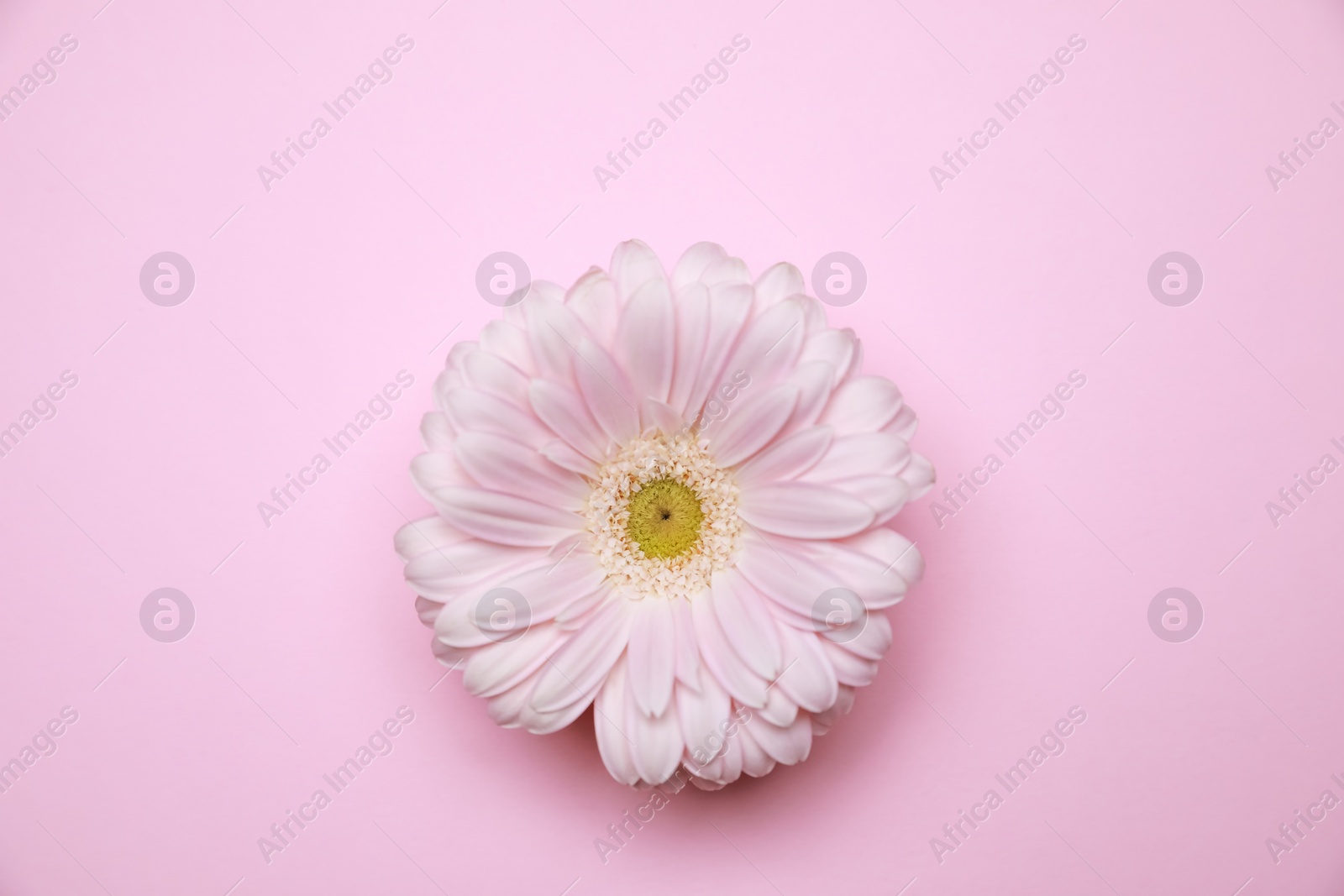 Photo of Gynecological treatment. Beautiful gerbera flower on pink background, top view