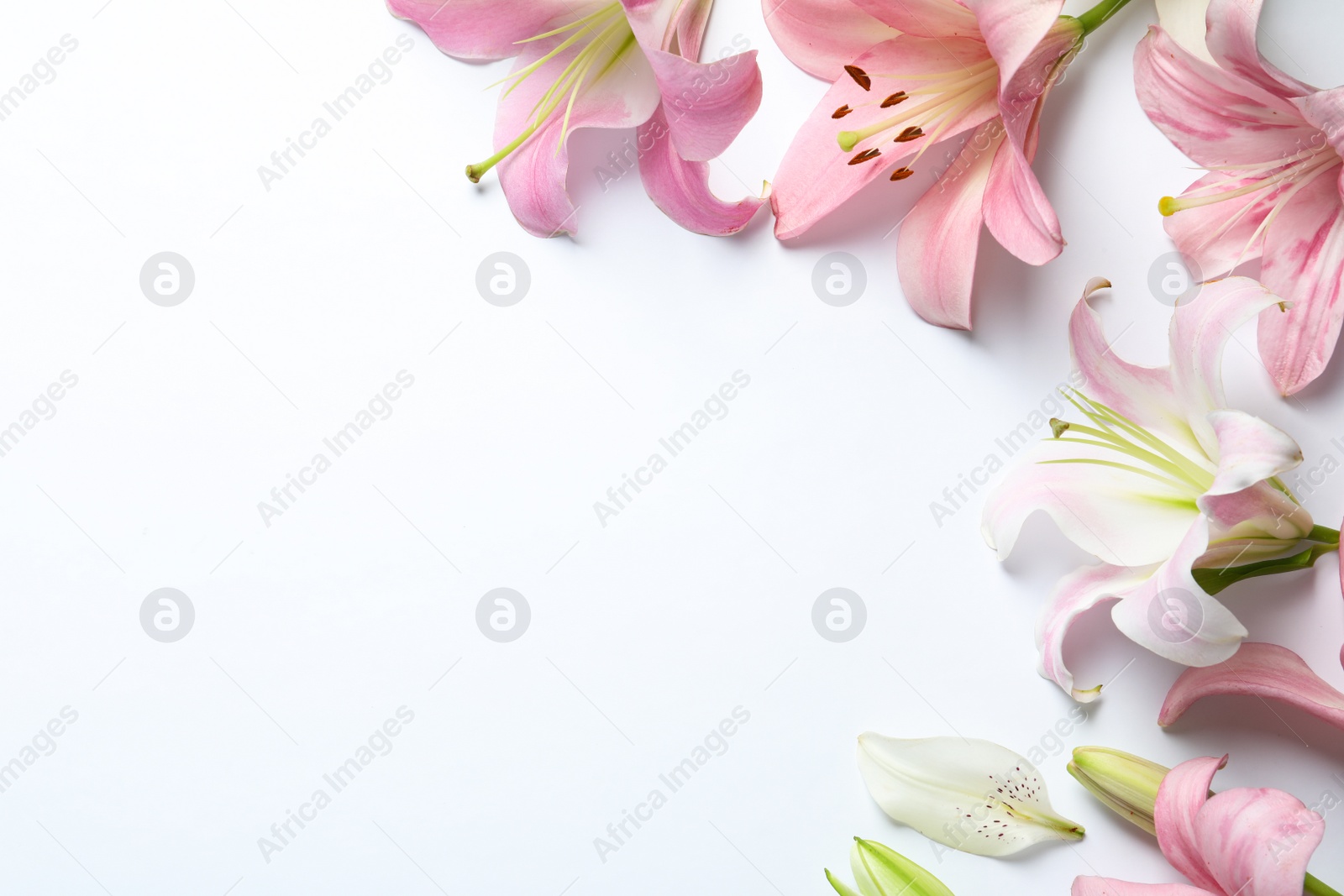 Photo of Flat lay composition with beautiful blooming lily flowers on white background