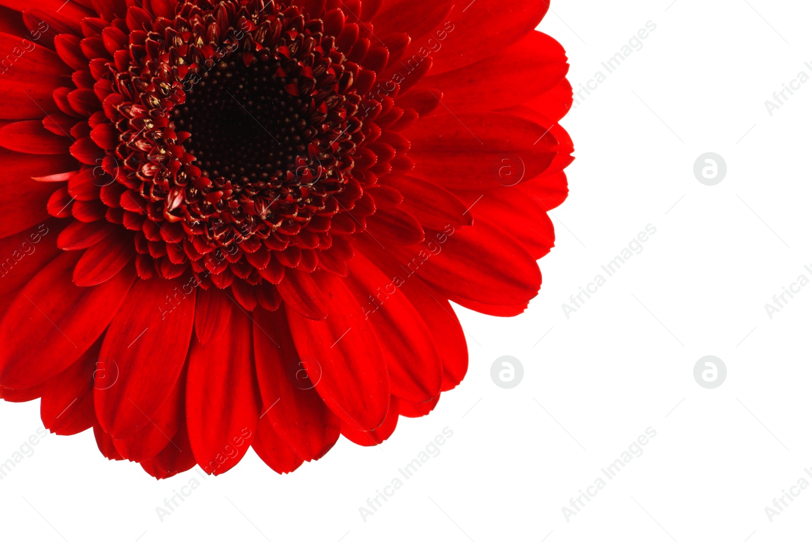 Photo of Beautiful red gerbera flower on white background