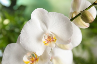 Photo of Beautiful tropical orchid flowers on blurred background, closeup