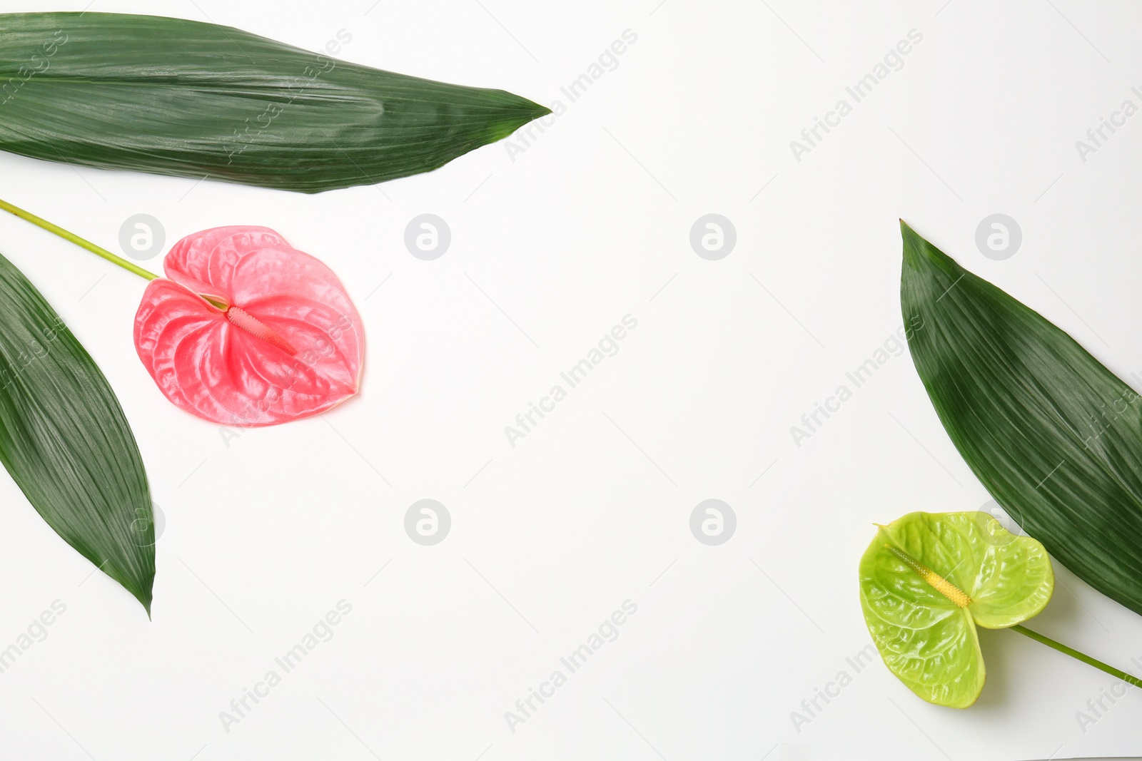 Photo of Beautiful anthurium flowers and tropical leaves on white background