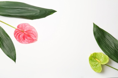 Beautiful anthurium flowers and tropical leaves on white background