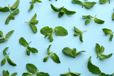 Fresh mint leaves on light blue background, flat lay