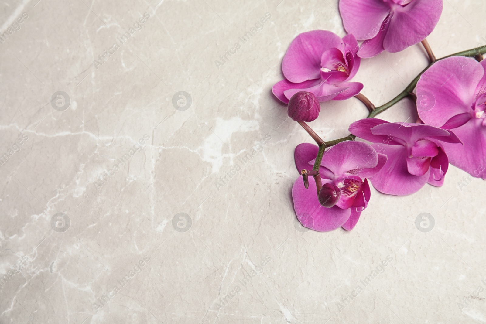 Photo of Branch with beautiful tropical orchid flowers on light background, top view. Space for text