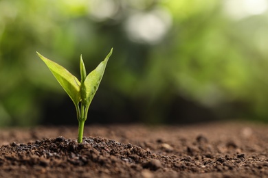 Young seedling in soil on blurred background, space for text