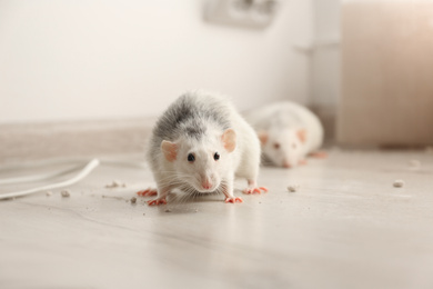Photo of White rats on floor indoors. Pest control