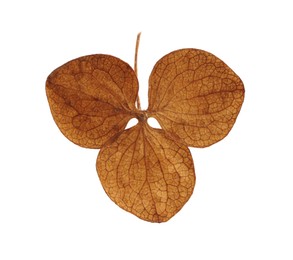 Beautiful dried hortensia flower on white background