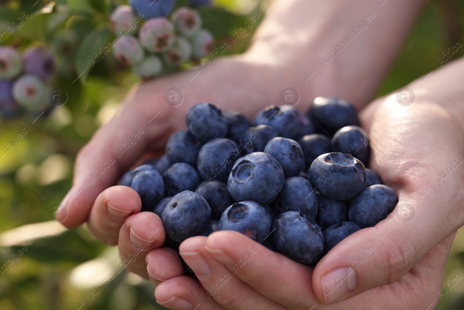 Photo of Woman holding heap of wild blueberries outdoors, closeup. Seasonal berries